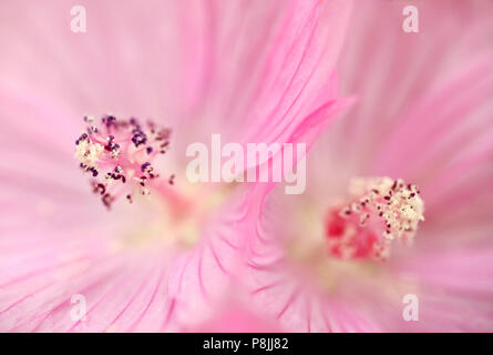 Detail der blühende rosa Blume von Moschus Malve Stockfoto