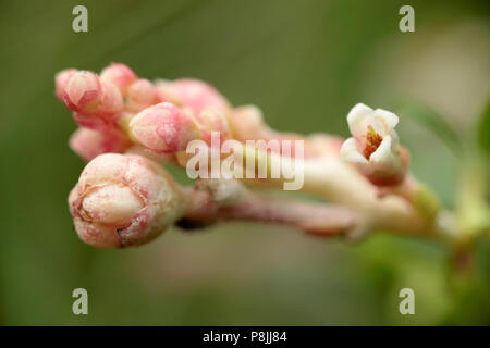 Exobasidium juelianum ist ein parasitärer Pilz auf Cowberry. Stockfoto