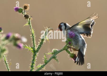 Europäische Goldfinch Nahrungssuche auf Samen der Distel Stockfoto