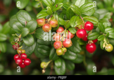 Rote Beeren von Preiselbeere Stockfoto