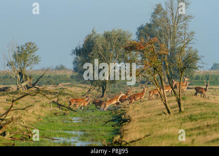 Gruppe Laufender Hirsch springt durch einen Graben Stockfoto
