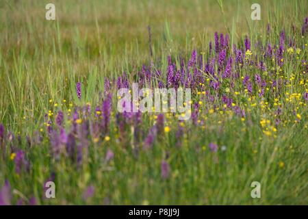 Blume Bereich mit lila Orchideen und gelbe Ranunkeln in der nassen Schilfgebieten des dune Feuchtgebiete in Zwanenwater Stockfoto