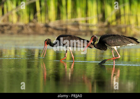 Zwei Erwachsene schwarze Störche füttern im Marsh Stockfoto