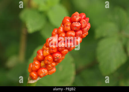 Die orange Beeren der Herren und Damen Stockfoto