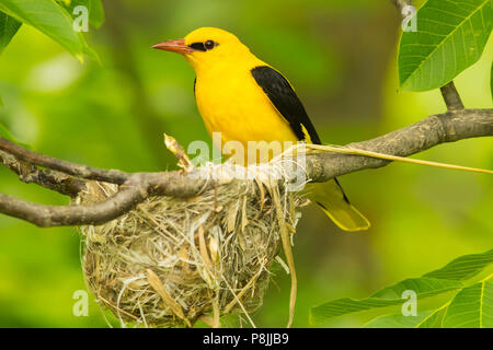 Männliche eurasischen Pirol sitzen in der Nähe von Nest Stockfoto