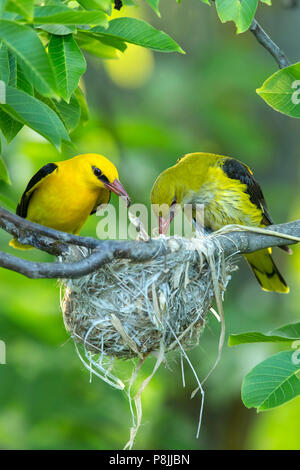 Paar eurasischen Pirol sitzen in der Nähe von Nest und Fütterung der Küken mit Insekten Stockfoto