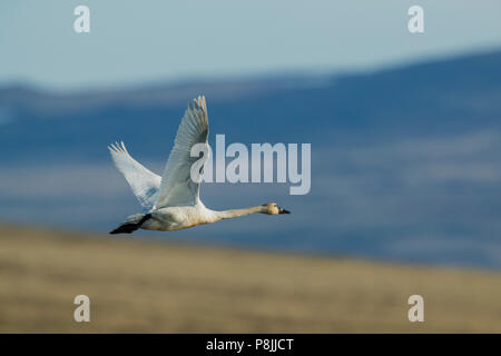 Fliegen über Tundra Tundra Swan Stockfoto