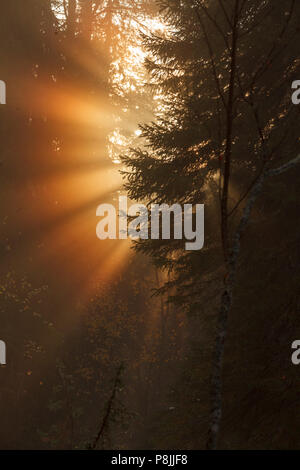 Die Sonne bricht durch die Wolken und glänzt in Strahlen durch die nebligen und verschneiten Wald Stockfoto