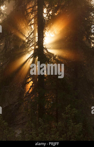 Die Sonne bricht durch die Wolken und glänzt in Strahlen durch die nebligen und verschneiten Wald Stockfoto