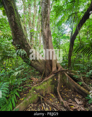 Kapok Tree (ceiba pentandra) im Regenwald des Arenal Nationalpark Stockfoto