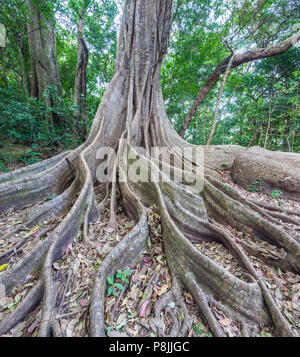 Kapok Tree (ceiba pentandra) mit Wurzeln Stützpfeiler im Regenwald des Rincon de la Vieja Nationalpark Stockfoto