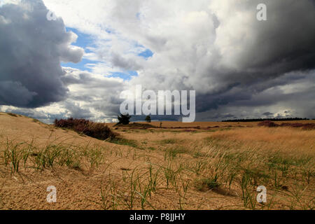 Im Binnenland Sanddünen, ein offener Raum aus Sand, mit einige blühende Heide und Gräser. Stockfoto