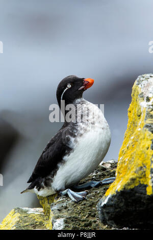 Parakeet Auklet auf Sea Cliff Stockfoto