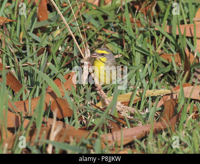 Gelbe Fassade, Kanarische Inseln. 1. August 2017 auf der grossen Insel von Hawai'i Stockfoto