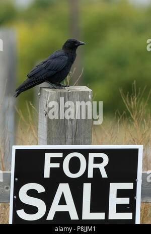 Eine amerikanische Krähen (Corvus brachyrhynchos) sitzt auf einem Zaun mit einem für Verkauf Zeichen. Stockfoto