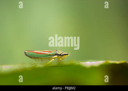 Eine Rhodondendron Leafhopper (Graphocephala fennahi) sitzt auf einem Blatt. Stockfoto