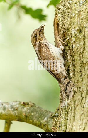 Wendehals (Jynx torguilla) am Nest Loch mit Nahrung für die Jungen Stockfoto