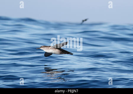 Balearen shearwater Tiefflug über das Wasser in der Nähe von Sagres in Portugal Stockfoto