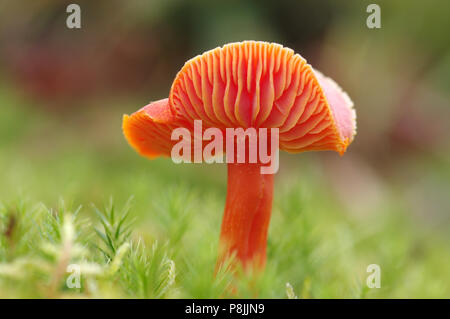 Zinnober Waxcap Stockfoto