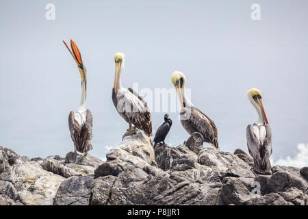 Gruppe von vier peruanische Pelikane (Pelecanus thagus) und einem neotropis Kormoran (Phalacrocorax brasilianus) auf einem Felsen Stockfoto