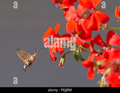 Hummingbird Hawk-moth in der Nähe Red Geranien; Stockfoto