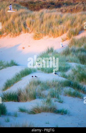 Dünen mit Zucht Möwen auf der Insel Neeltje Jans in den Niederlanden Stockfoto