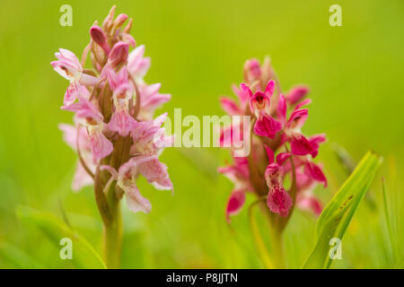 Seltene rote Form der Frühen marsh Orchideen und die normale Farbe Form Stockfoto