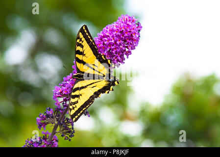 In der Nähe der gelb-schwarzen Schwalbenschwanz Schmetterling thront auf rosa Flieder Blumen Stockfoto
