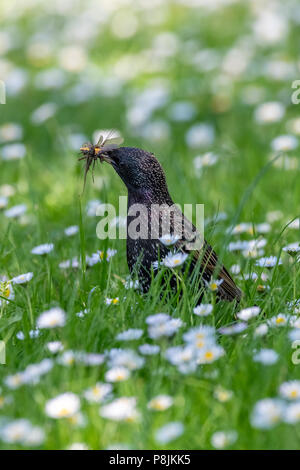 Gemeinsamen Star (Sturnus Vulgaris) Stockfoto