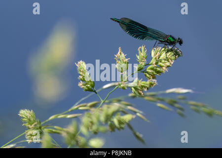 Libelle sitzt auf einem Gras. Stockfoto