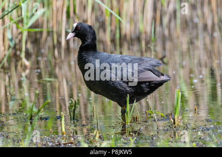 Eurasische Blässhuhn (Fulica Atra) Stockfoto