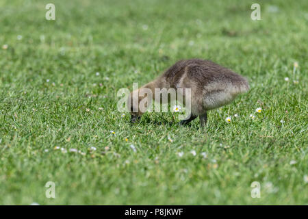 Gosling Graugans (Anser anser) Stockfoto