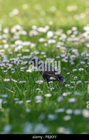Gemeinsamen Star (Sturnus Vulgaris) Stockfoto