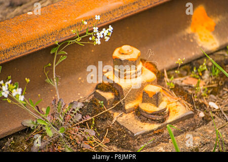 Schienen mit Blumen Stockfoto