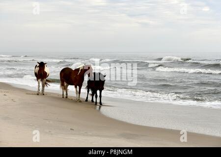 Wilden Ponys zu Fuß am Strand entlang an der Assateague Island National Seashore, MD, USA Stockfoto