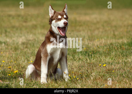 Junge rote Husky Hund im Gras besetzt Lachen geöffneten Mund sitzen Stockfoto