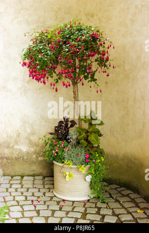 Romantische Stillleben mit Lehm Topf mit Blumen Stockfoto