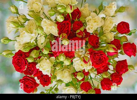 Weisse und rote Rosen closeup Stockfoto