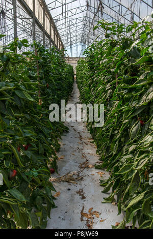 Rote Paprika Anbau im Gewächshaus Stockfoto