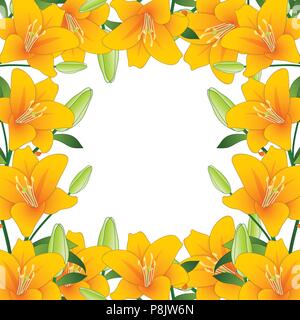 Orange Lilium Candidum, die Madonnenlilie Rand auf weißem Hintergrund. Vector Illustration. Stock Vektor