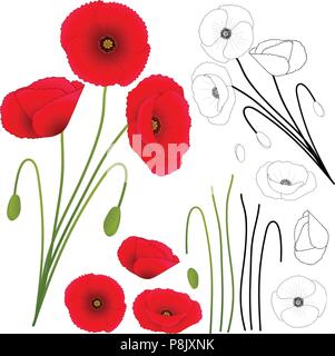 Papaver rhoeas (common Poppy, Corn Poppy, Mais Rose, field Poppy, Flandern Mohn oder roter Mohn) auf weißem Hintergrund. Vector Illustration. Stock Vektor