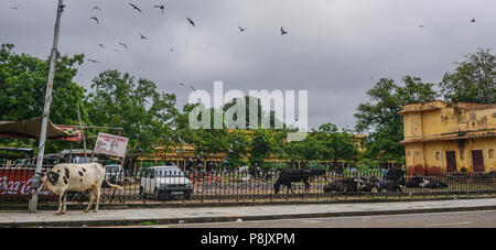 Jaipur, Indien - Nov 1, 2015. Straße in Jaipur, Indien. Jaipur ist die Hauptstadt und die größte Stadt im indischen Bundesstaat Rajasthan im Westen Indiens. Stockfoto