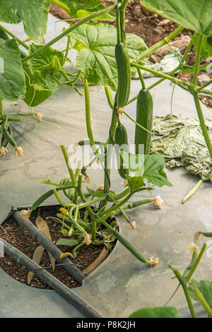 Gurken im Gewächshaus Stockfoto