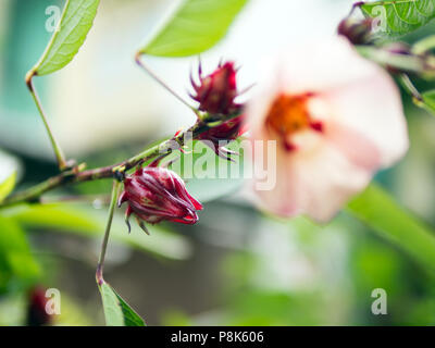 Roselle Obst Pflanze mit Blume Stockfoto