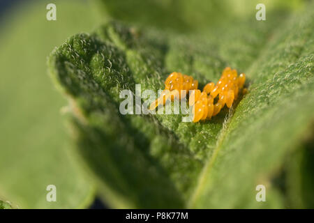 Eier und Kartoffelkäfer frisst Kartoffel Blätter, Leptinotarsa decemlineata Stockfoto