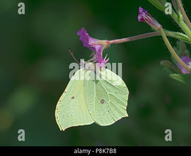 Gemeinsame Zitronenfalter, Gonepteryx rhamni, Fütterung auf große Weidenröschen, Epilobium hirsutum, Lancashire, Großbritannien Stockfoto