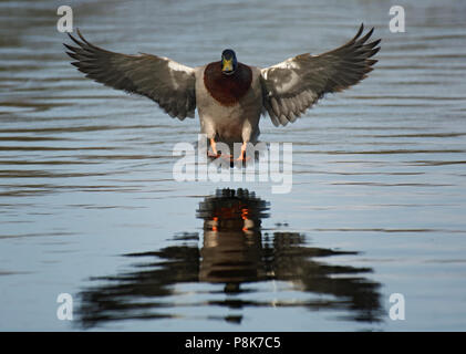 Drake Stockente, Anas platyrhynchos, etwa im Wasser zu landen, Lancashire, Großbritannien Stockfoto