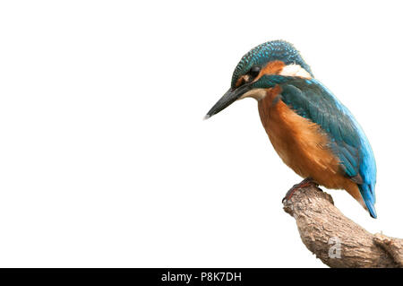 Eisvogel (Alcedo atthis) thront, weißer Hintergrund Stockfoto