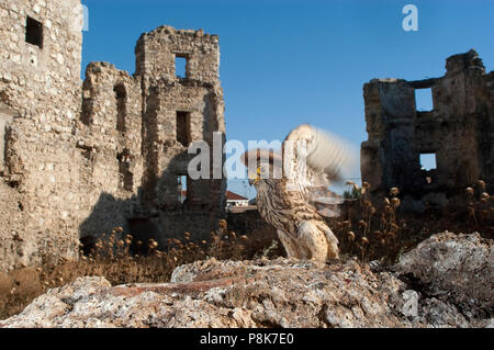 Rötelfalkens, weiblich, Falco naumanni Stockfoto