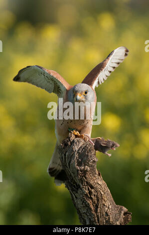 Rötelfalkens, männlich, Essen eine Maus, Falco Naumann Stockfoto
